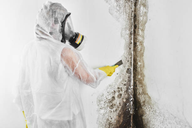 Best Mold Damage Repair  in Ocean Ridge, FL