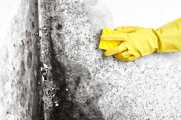 Best Black Mold Removal  in Ocean Ridge, FL