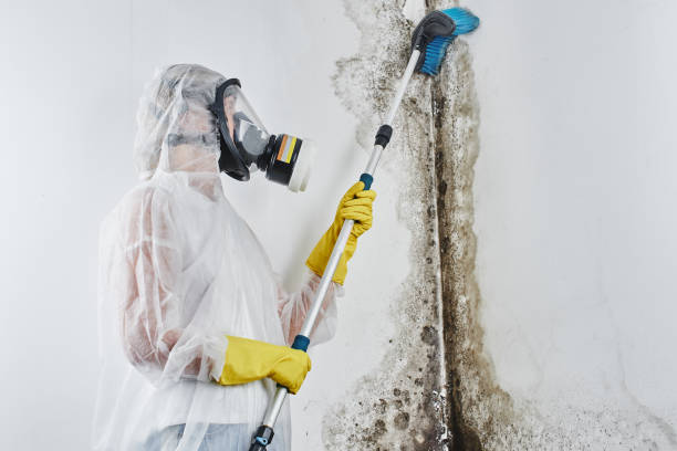 Best Fast Mold Removal  in Ocean Ridge, FL