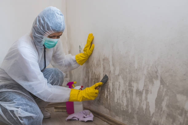 Certified Mold Removal in Ocean Ridge, FL