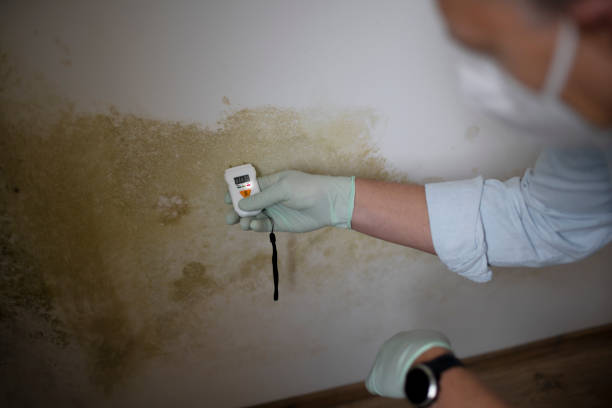 Best Toxic Mold Removal  in Ocean Ridge, FL