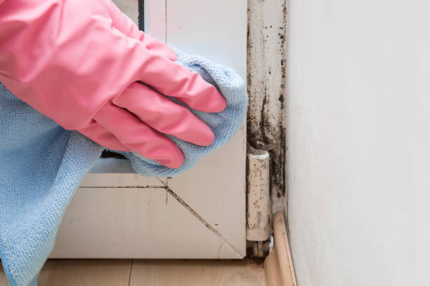 Best Mold Damage Repair  in Ocean Ridge, FL