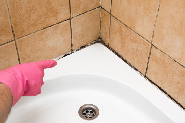 Best Commercial Mold Removal  in Ocean Ridge, FL